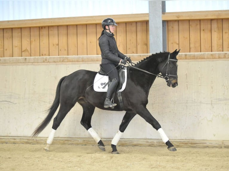 Trakehner Wallach 4 Jahre 164 cm Schwarzbrauner in Wellheim