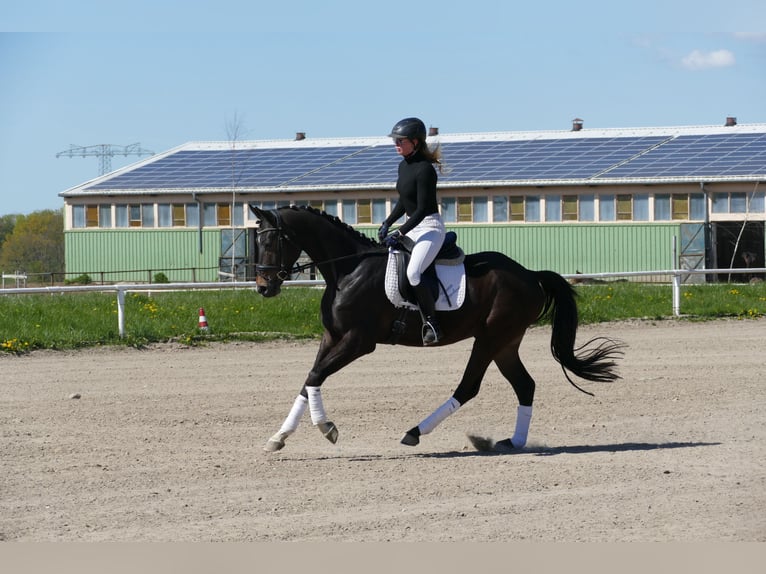 Trakehner Wallach 4 Jahre 164 cm Schwarzbrauner in Ganschow