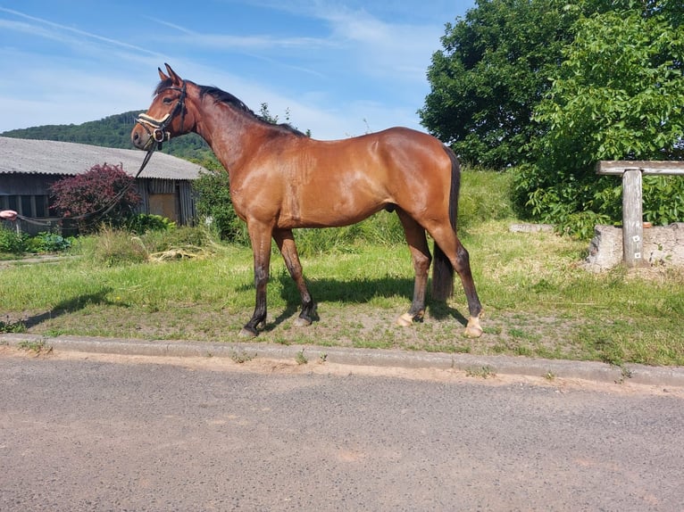 Trakehner Wallach 4 Jahre 165 cm Brauner in Nüsttal