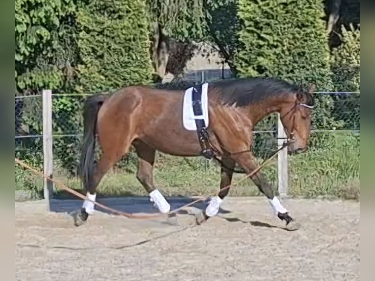 Trakehner Wallach 4 Jahre 165 cm in Malschwitz