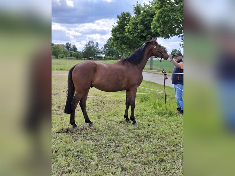 Trakehner Wallach 4 Jahre 165 cm in Malschwitz