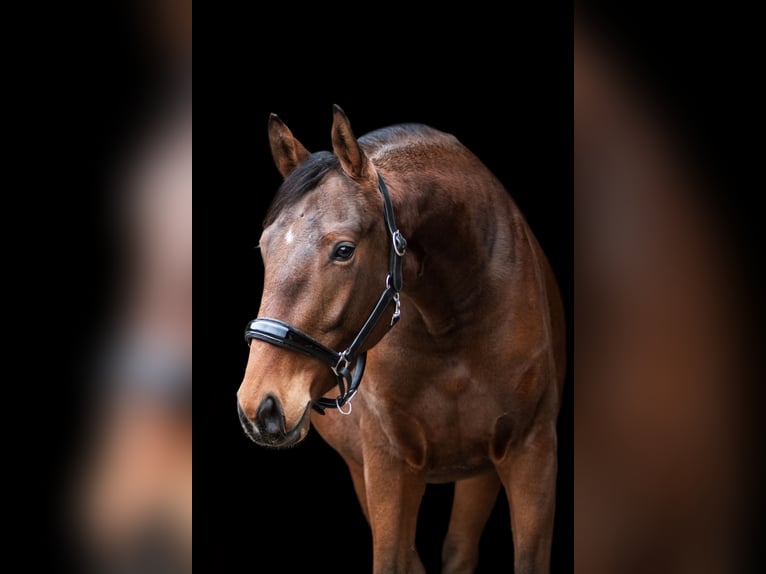 Trakehner Wallach 4 Jahre 165 cm in Malschwitz