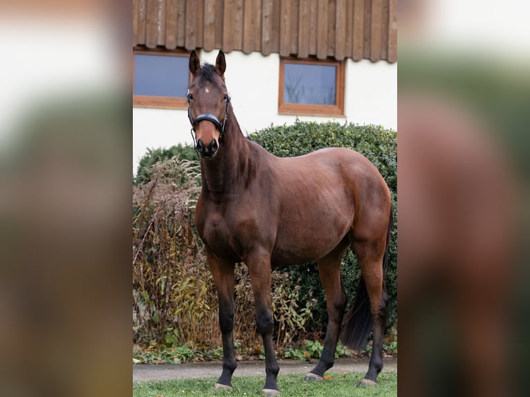Trakehner Wallach 4 Jahre 165 cm in Malschwitz