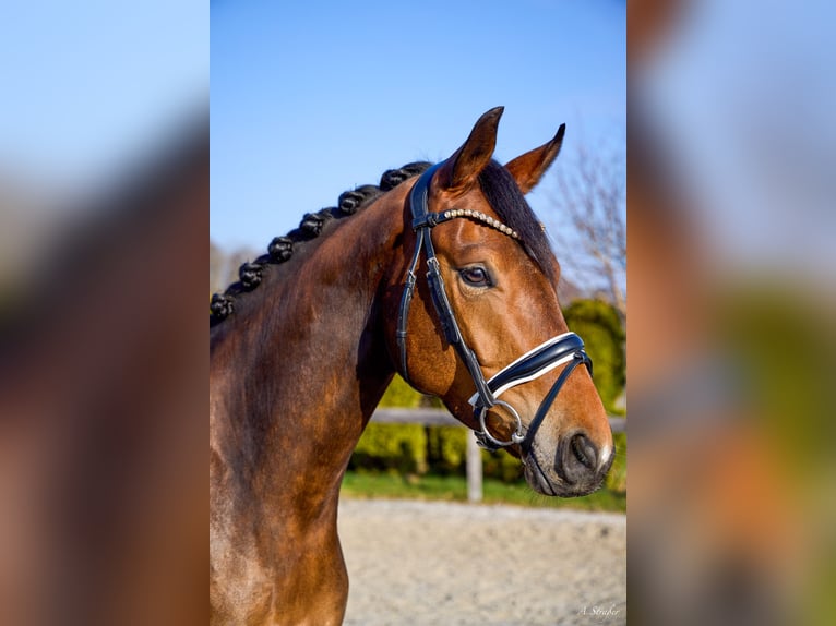 Trakehner Wallach 4 Jahre 165 cm Dunkelbrauner in Petting