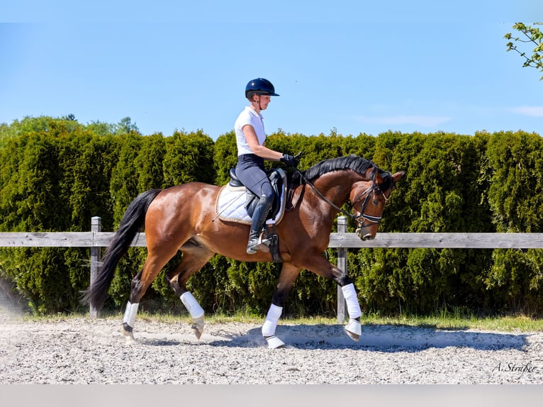 Trakehner Wallach 4 Jahre 165 cm Dunkelbrauner in Petting