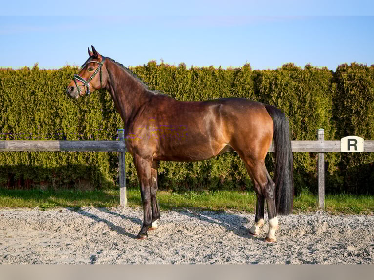 Trakehner Wallach 4 Jahre 165 cm Dunkelbrauner in Petting