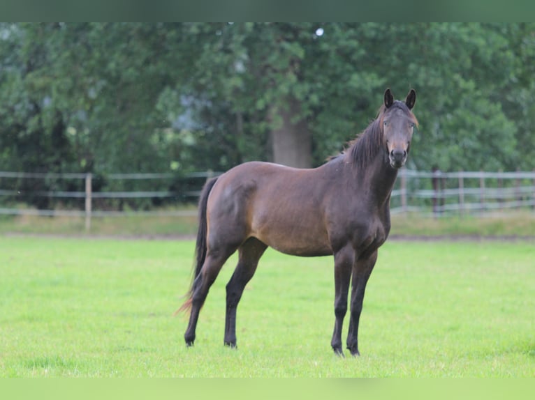 Trakehner Wallach 4 Jahre 165 cm Dunkelbrauner in Westerstede