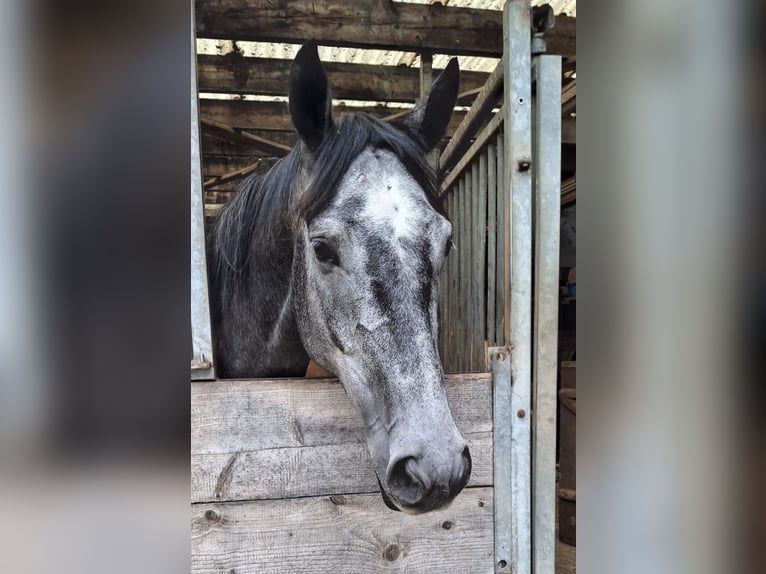 Trakehner Wallach 4 Jahre 165 cm Schimmel in Kurtscheid