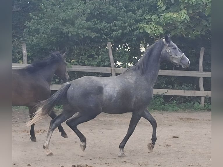Trakehner Wallach 4 Jahre 165 cm Schimmel in Kurtscheid