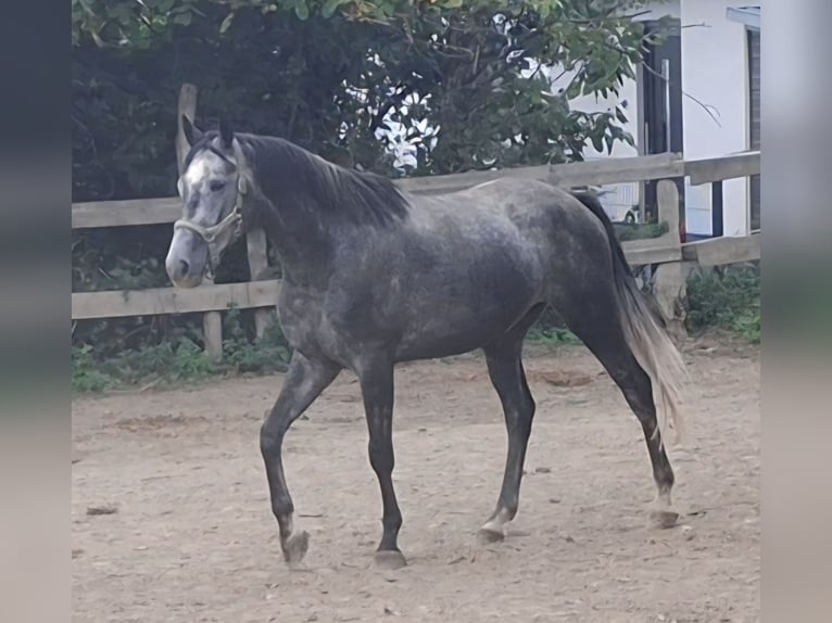 Trakehner Wallach 4 Jahre 165 cm Schimmel in Kurtscheid