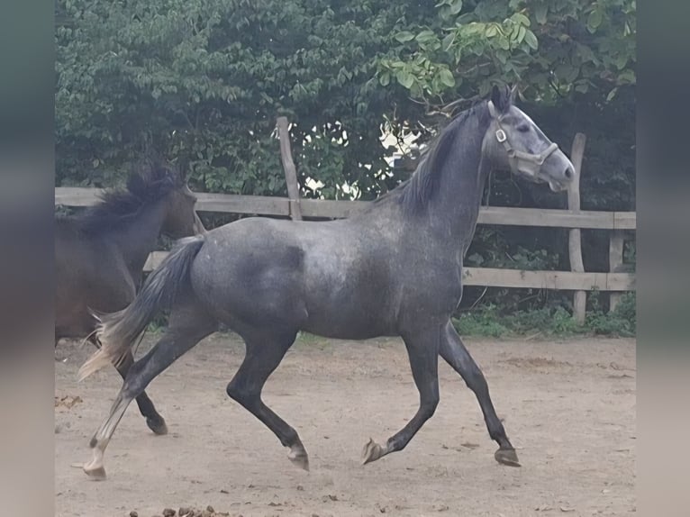 Trakehner Wallach 4 Jahre 165 cm Schimmel in Kurtscheid