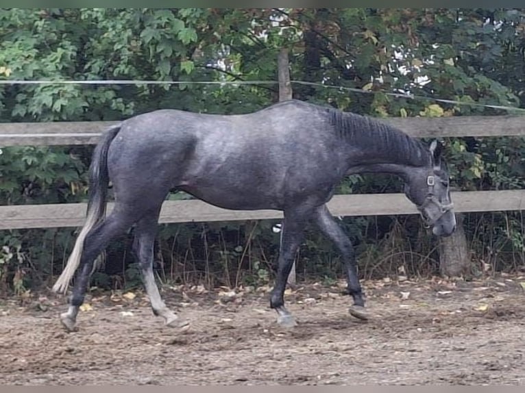 Trakehner Wallach 4 Jahre 165 cm Schimmel in Kurtscheid