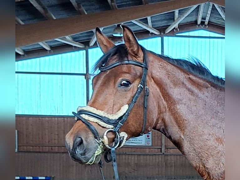 Trakehner Wallach 4 Jahre 166 cm Brauner in Nüsttal