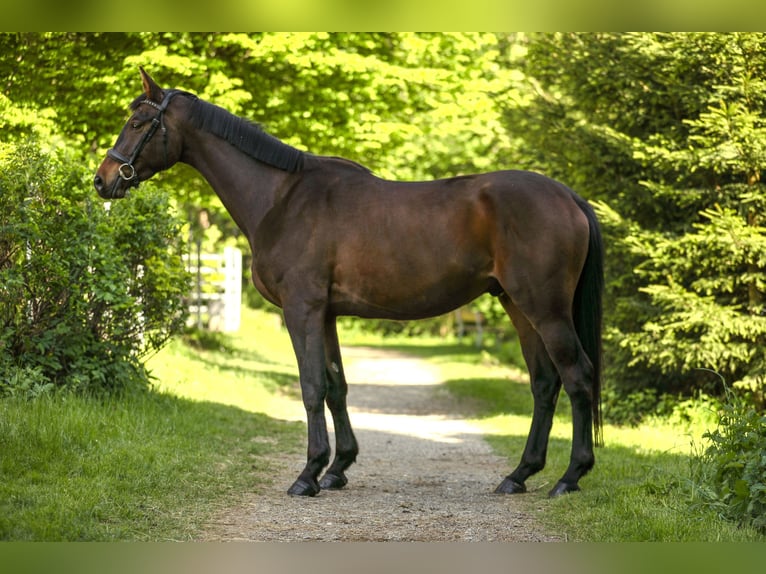 Trakehner Wallach 4 Jahre 166 cm Dunkelbrauner in Wertach