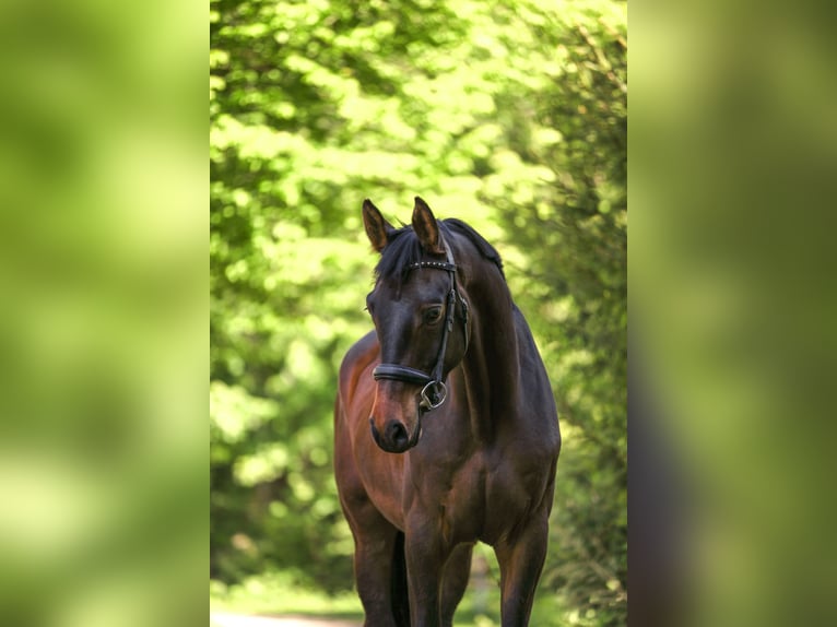 Trakehner Wallach 4 Jahre 166 cm Dunkelbrauner in Wertach
