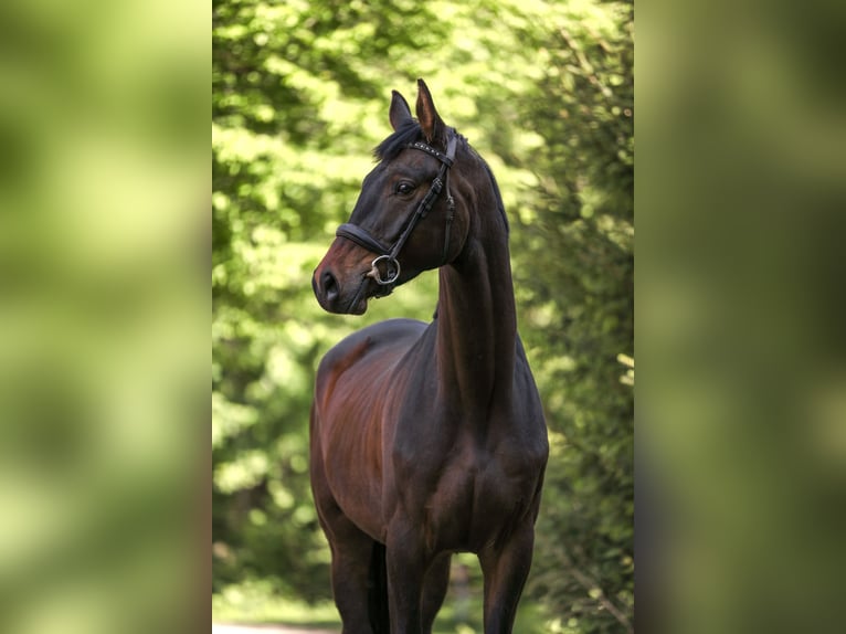 Trakehner Wallach 4 Jahre 166 cm Dunkelbrauner in Wertach