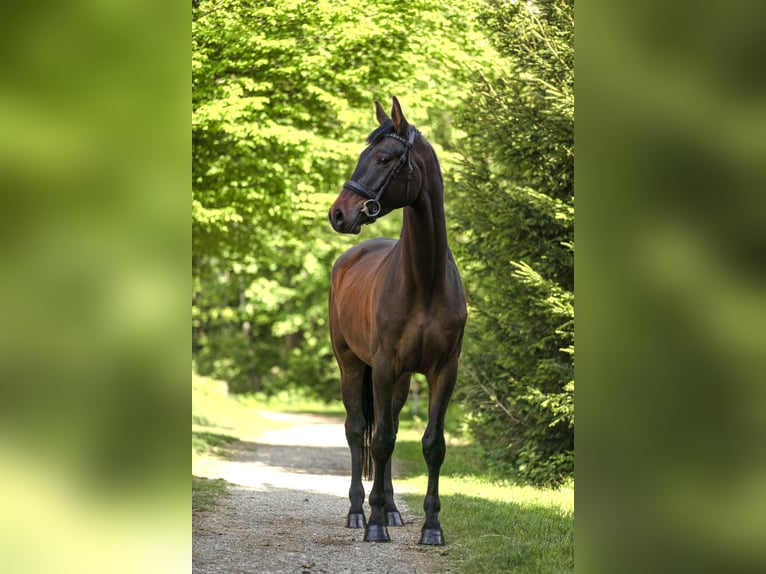 Trakehner Wallach 4 Jahre 166 cm Dunkelbrauner in Wertach