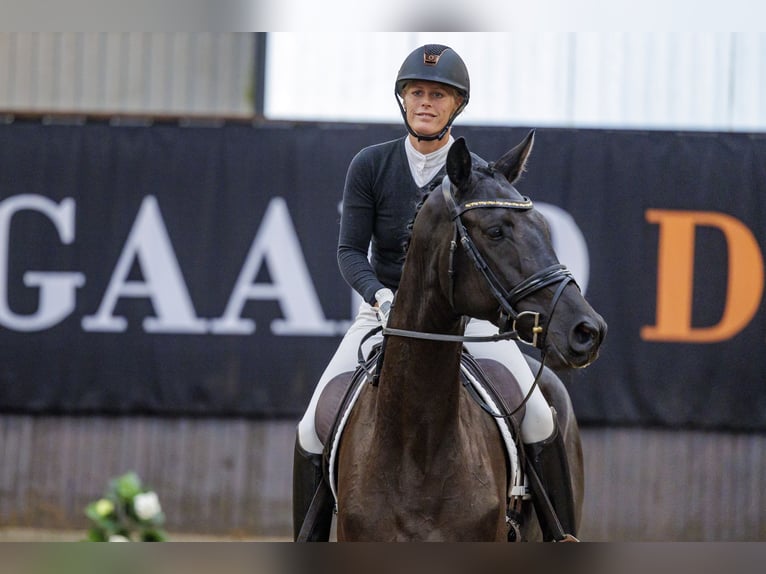 Trakehner Wallach 4 Jahre 166 cm Rappe in Neumünster