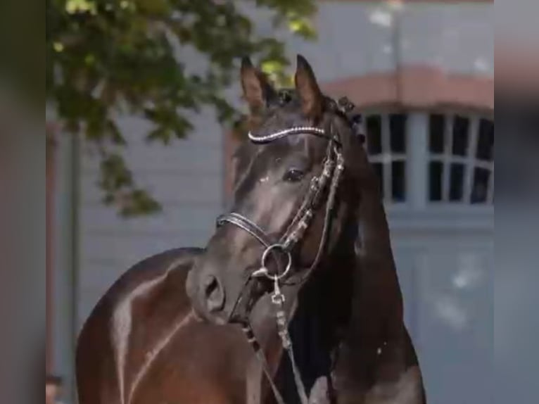 Trakehner Wallach 4 Jahre 166 cm Rappe in Herzebrock-Clarholz