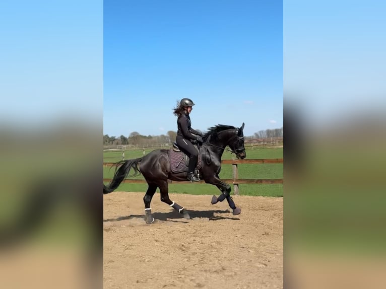 Trakehner Wallach 4 Jahre 166 cm Rappe in Herzebrock-Clarholz