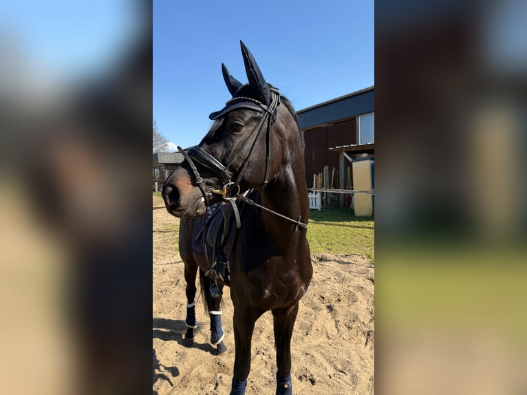 Trakehner Wallach 4 Jahre 166 cm Rappe in Herzebrock-Clarholz