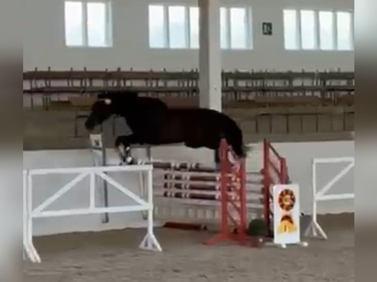 Trakehner Wallach 4 Jahre 166 cm Rappe in Herzebrock-Clarholz