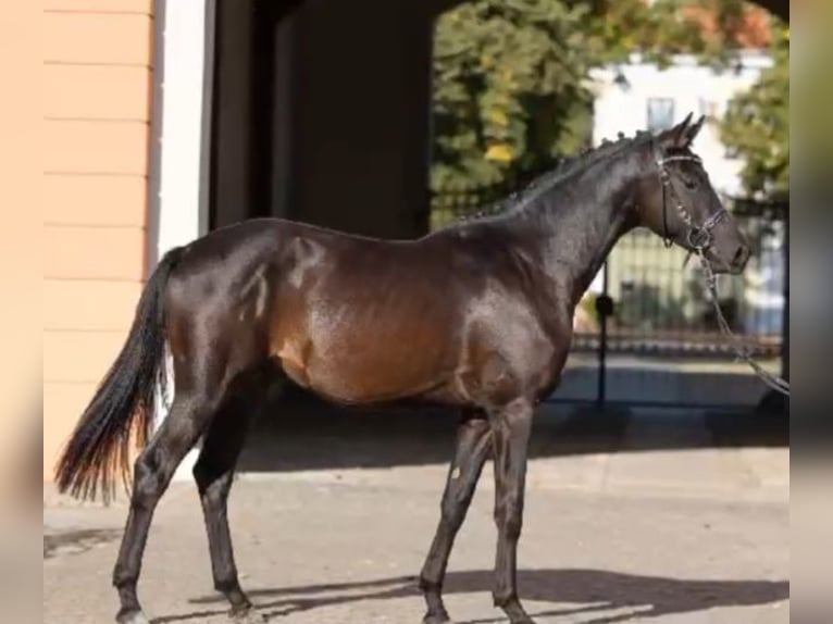 Trakehner Wallach 4 Jahre 166 cm Rappe in Herzebrock-Clarholz