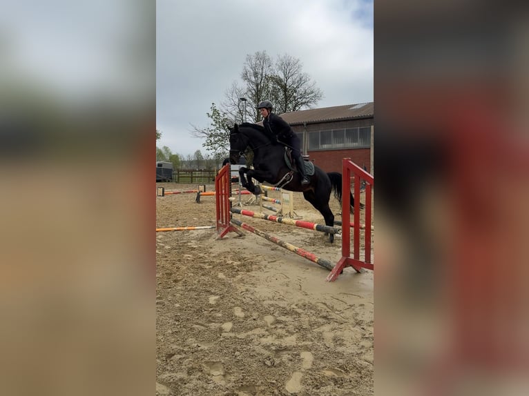 Trakehner Wallach 4 Jahre 166 cm Rappe in Herzebrock-Clarholz