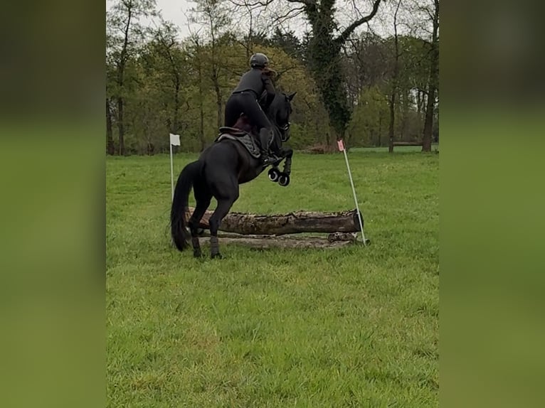 Trakehner Wallach 4 Jahre 166 cm Rappe in Herzebrock-Clarholz