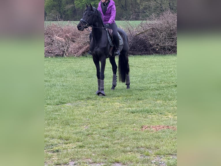 Trakehner Wallach 4 Jahre 166 cm Rappe in Herzebrock-Clarholz