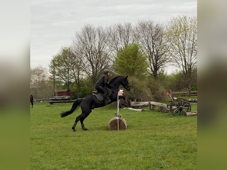 Trakehner Wallach 4 Jahre 166 cm Rappe in Herzebrock-Clarholz