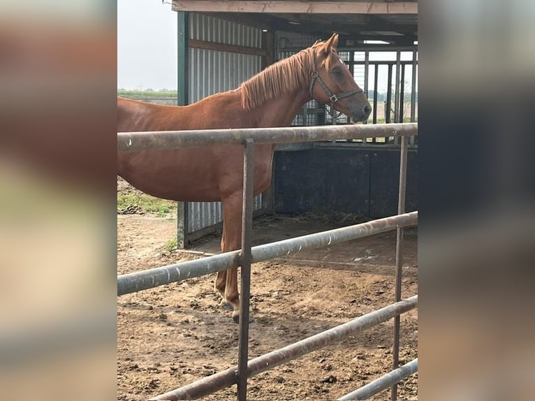 Trakehner Wallach 4 Jahre 166 cm Rotfuchs in Ravensberg