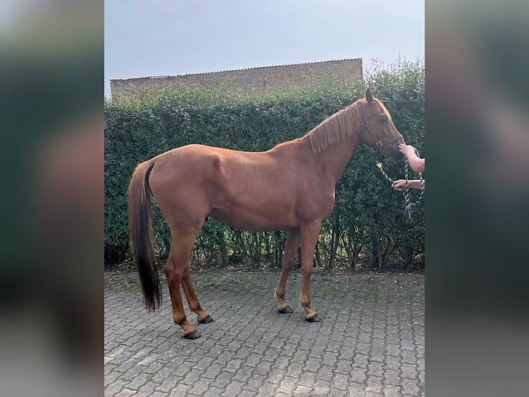 Trakehner Wallach 4 Jahre 166 cm Rotfuchs in Ravensberg