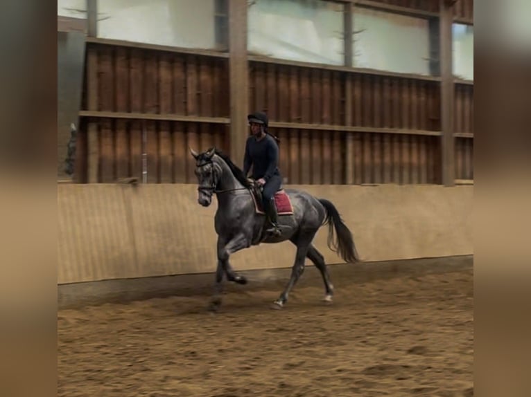 Trakehner Wallach 4 Jahre 166 cm in F&#xFC;rstenfeld