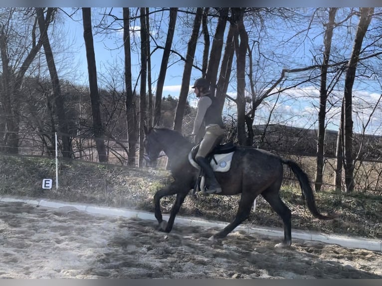 Trakehner Wallach 4 Jahre 166 cm in F&#xFC;rstenfeld
