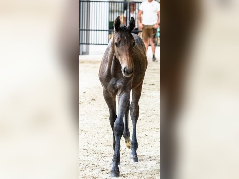 Trakehner Wallach 4 Jahre 166 cm in F&#xFC;rstenfeld
