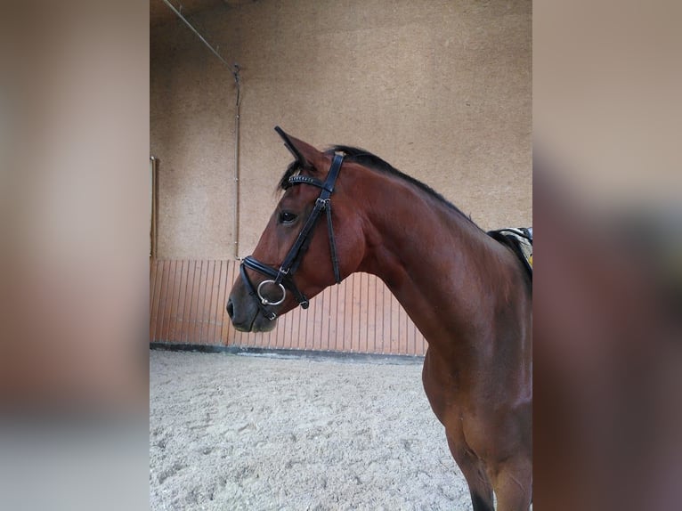 Trakehner Wallach 4 Jahre 167 cm Brauner in Bingen am Rhein