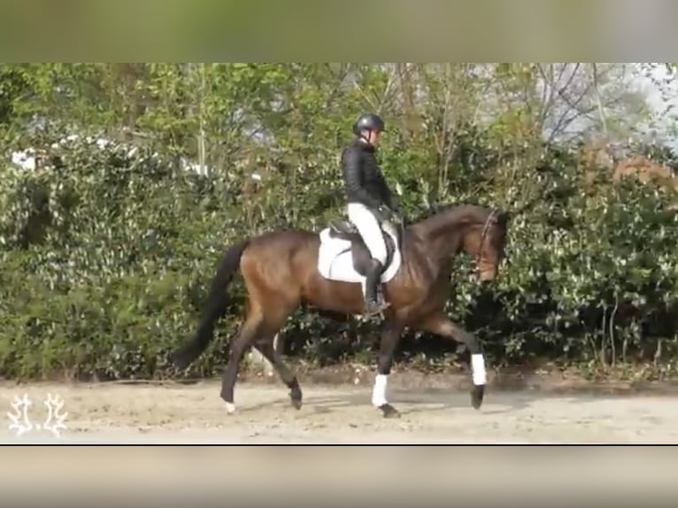 Trakehner Wallach 4 Jahre 167 cm Brauner in Schwarmstedt