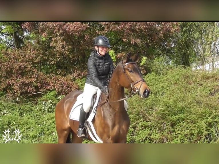 Trakehner Wallach 4 Jahre 167 cm Brauner in Schwarmstedt
