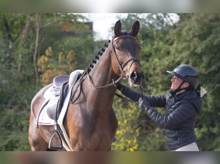 Trakehner Wallach 4 Jahre 167 cm Brauner in Schwarmstedt