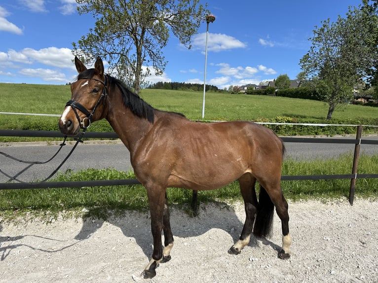 Trakehner Wallach 4 Jahre 167 cm Brauner in Thalheim / Erzgebirge