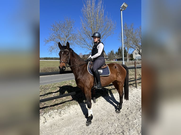 Trakehner Wallach 4 Jahre 167 cm Brauner in Thalheim / Erzgebirge