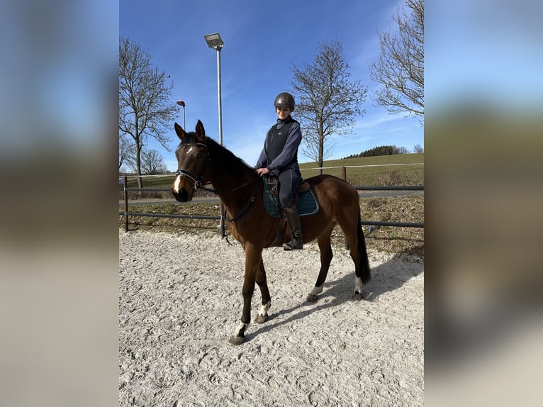 Trakehner Wallach 4 Jahre 167 cm Brauner in Thalheim / Erzgebirge