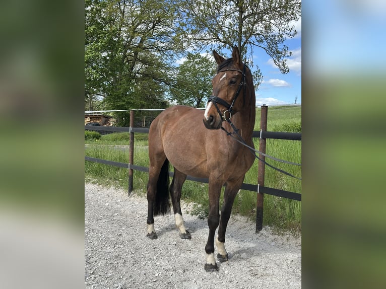 Trakehner Wallach 4 Jahre 167 cm Brauner in Thalheim / Erzgebirge