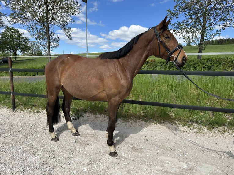 Trakehner Wallach 4 Jahre 167 cm Brauner in Thalheim / Erzgebirge