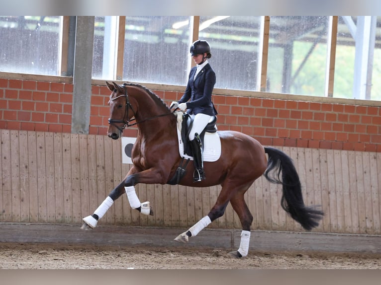 Trakehner Wallach 4 Jahre 167 cm Brauner in Geldern