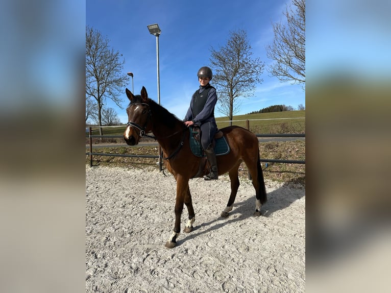 Trakehner Wallach 4 Jahre 167 cm Brauner in Thalheim / Erzgebirge