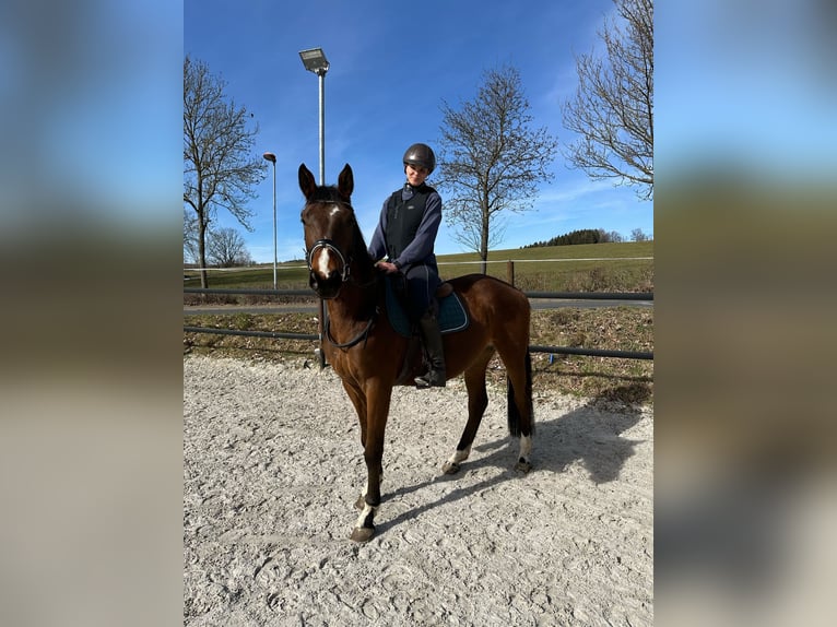 Trakehner Wallach 4 Jahre 167 cm Brauner in Thalheim / Erzgebirge