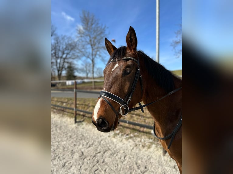 Trakehner Wallach 4 Jahre 167 cm Brauner in Thalheim / Erzgebirge