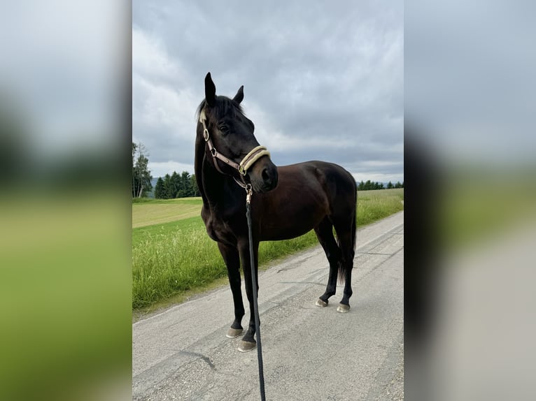 Trakehner Wallach 4 Jahre 167 cm Dunkelbrauner in Stra&#xDF;burg